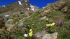 Fiori alta montagna Trentino Alto Adige vacanze