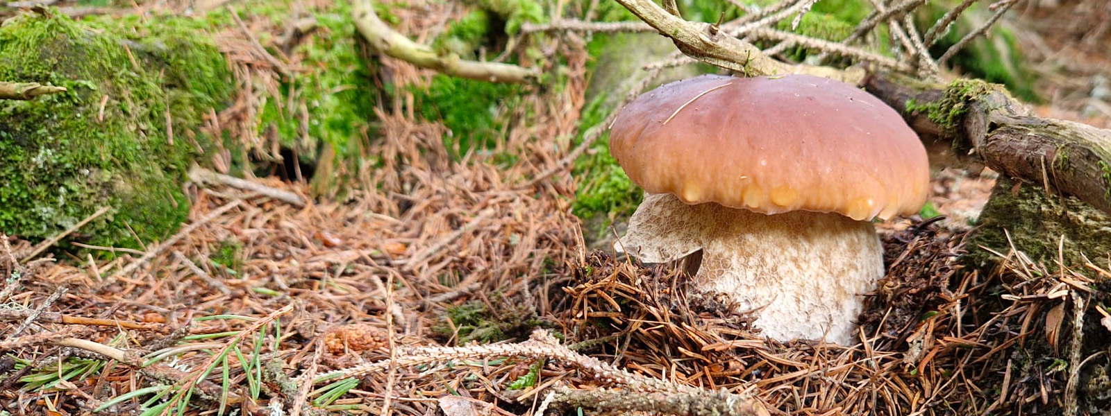Raccolta_funghi_porcini